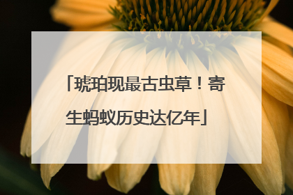 琥珀现最古虫草！寄生蚂蚁历史达亿年
