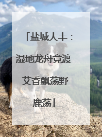 盐城大丰：湿地龙舟竞渡 艾香飘荡野鹿荡