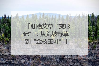 盱眙艾草“变形记”：从荒坡野草到“金枝玉叶”