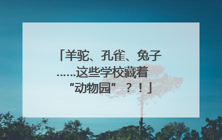 羊驼、孔雀、兔子……这些学校藏着 “动物园”？！
