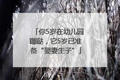 你5岁在幼儿园蹦跶，它5岁已准备“娶妻生子”