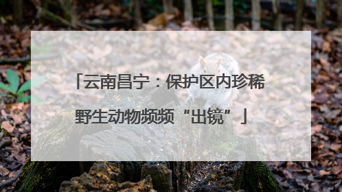 云南昌宁：保护区内珍稀野生动物频频“出镜”