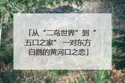 从“二鸟世界”到“五口之家” 一对东方白鹳的黄河口之恋