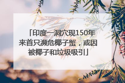 印度一洞穴现150年来首只濒危椰子蟹，或因被椰子和垃圾吸引