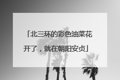 北三环的彩色油菜花开了，就在朝阳安贞