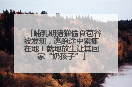 哺乳期猪獾偷食苞谷被发现，逃跑途中累瘫在地！就地放生让其回家“奶孩子”