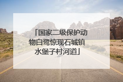 国家二级保护动物白鹭惊现石城镇水堡子村河道