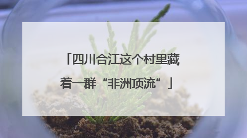 四川合江这个村里藏着一群“非洲顶流”