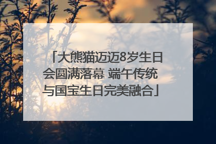 大熊猫迈迈8岁生日会圆满落幕 端午传统与国宝生日完美融合