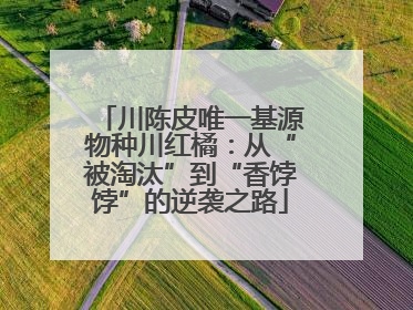 川陈皮唯一基源物种川红橘：从“被淘汰”到“香饽饽”的逆袭之路
