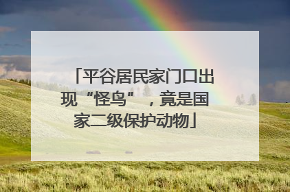 平谷居民家门口出现“怪鸟”，竟是国家二级保护动物
