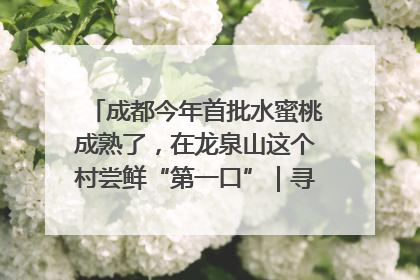 成都今年首批水蜜桃成熟了，在龙泉山这个村尝鲜“第一口”｜寻找和美乡村推荐官