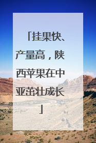 挂果快、产量高，陕西苹果在中亚茁壮成长