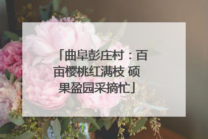 曲阜彭庄村：百亩樱桃红满枝 硕果盈园采摘忙