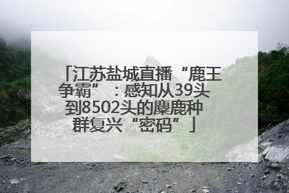 江苏盐城直播“鹿王争霸”：感知从39头到8502头的麋鹿种群复兴“密码”