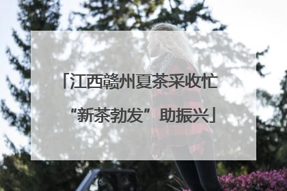 江西赣州夏茶采收忙 “新茶勃发”助振兴