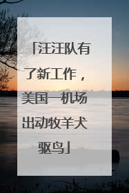 汪汪队有了新工作，美国一机场出动牧羊犬驱鸟