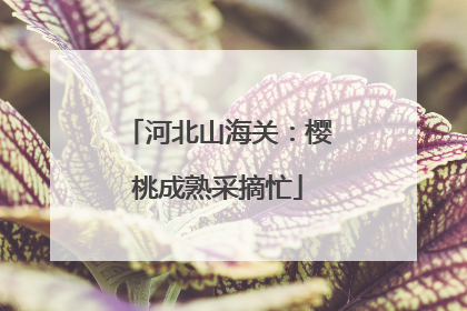 河北山海关：樱桃成熟采摘忙