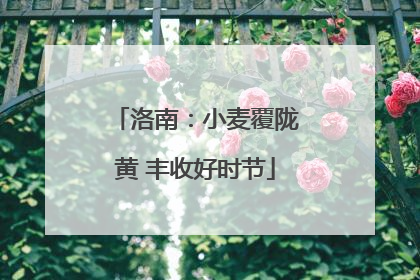洛南：小麦覆陇黄 丰收好时节