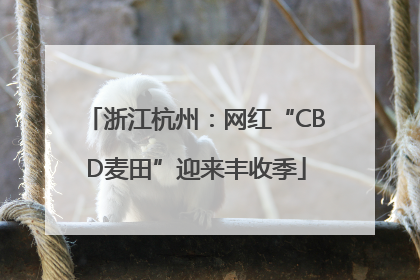 浙江杭州：网红“CBD麦田”迎来丰收季