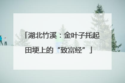 湖北竹溪：金叶子托起田埂上的“致富经”