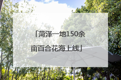 菏泽一地150余亩百合花海上线