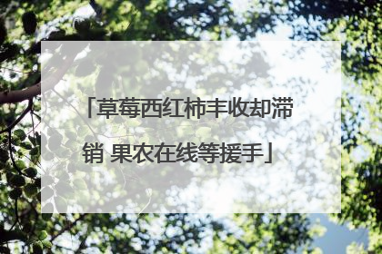 草莓西红柿丰收却滞销 果农在线等援手