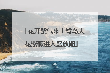 花开紫气来！鹭岛大花紫薇进入盛放期