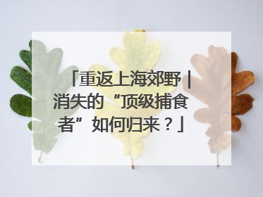 重返上海郊野｜消失的“顶级捕食者”如何归来？