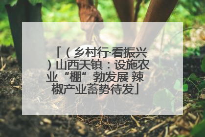 （乡村行·看振兴）山西天镇：设施农业“棚”勃发展 辣椒产业蓄势待发