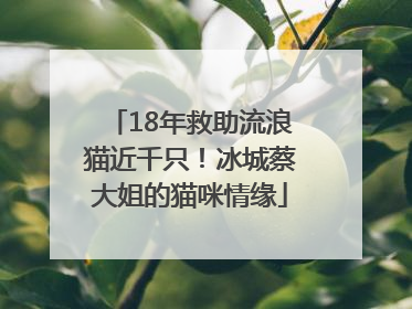 18年救助流浪猫近千只！冰城蔡大姐的猫咪情缘